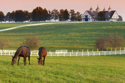 Thoroughbred Horse Farms, Bolide technology group